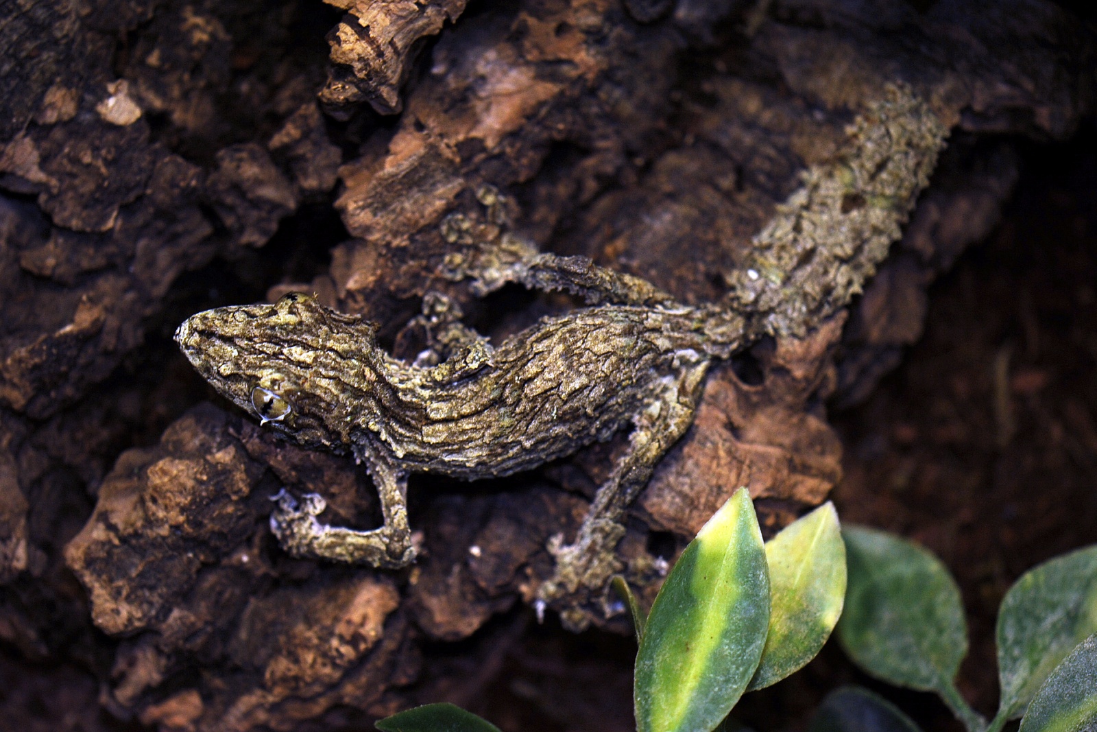 Mossy leaftailed gecko 16